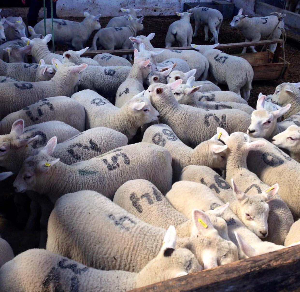 WhatsApp Image 2020-01-09 at 18.42.54 (1).jpeg